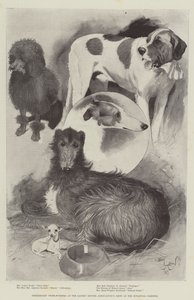 植物園でのレディースケネルアソシエーションのショーでプレミアシップ賞受賞者 作： Cecil Charles Windsor Aldin